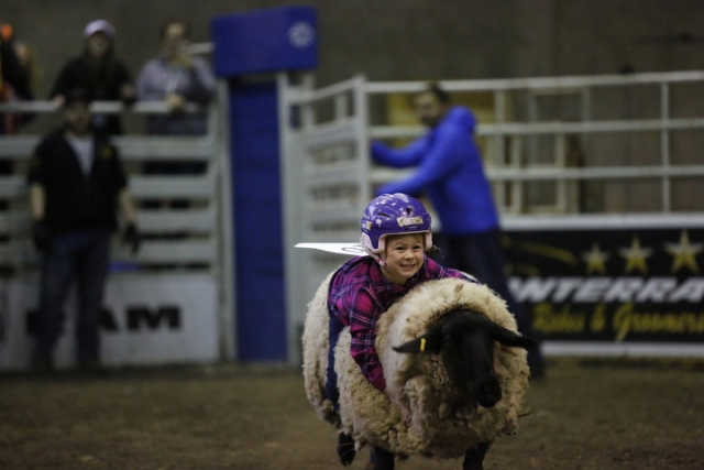 Mutton Busting Competition