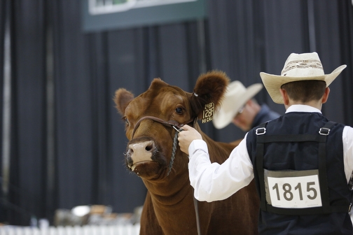 Red Angus Show