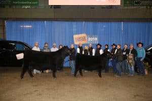 Grand Champion Female - Brooking Angus Ranch & and Dusty Rose Cattle Co.